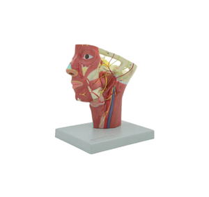 Modelo Anatómico <span class=keywords><strong>de</strong></span> Medio Cabeza y Cuello Humano con Músculos, Nervios y Vasos Sanguíneos para Enseñanza Médica - Product Image 1