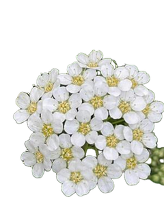 高品質のスパイレア・サリシフォリア抽出物粉末10:1 スパイレア・サリシフォリア水溶性粉末 漢方抽出物 中国産 - Product Image 2