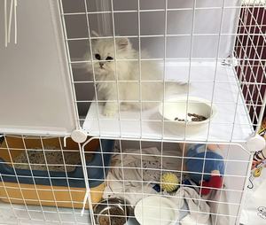 Casa para Gatos <span class=keywords><strong>de</strong></span> Dos Pisos con Arenero, Jaula Grande para Gatos <span class=keywords><strong>de</strong></span> Interior, Mueble para Gatos para Uso Doméstico, Jaulas y Casas para Mascotas - Product Image 2