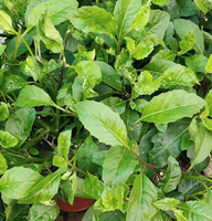 500g de feuilles de gynura procumbens séchées en vrac, saveur de feuilles d'épinard de longévité, thé en gros à vendre