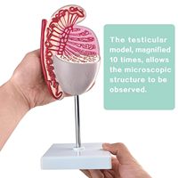 Modelo Anatómico Simulado del Sistema Reproductivo Masculino para Examen Anatómico del Testículo, Especialidad Médica, CE/ISO