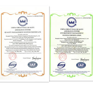 A1069 PVC anatomik akciğer Lobule Alveoli modeli okullarda ve kurumlarda tıp bilimleri için hemşire eğitim yardımı - Product Image 6