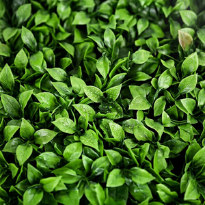 Artificial Lush Green Boxwood Foliage Panel UV Resistant Vertical Garden <b>Wall</b> Tile for Indoor Outdoor Decoration - Product Image 2