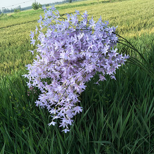 Usine décor de mariage suspendus fleur en plastique <span class=keywords><strong>Oncidium</strong></span> tiges artificielle danse <span class=keywords><strong>orchidée</strong></span> <span class=keywords><strong>Oncidium</strong></span> fleur - Product Image 3