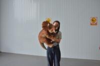 Modèle de dinosaure animatronique, marionnette de dinosaure personnalisée, costume de dinosaure, marionnette animatronique, costumes de dinosaures personnalisés