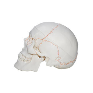 Modelo de Cráneo Humano Numerado con Líneas de Sutura - Herramienta Educativa de Anatomía - Product Image 6
