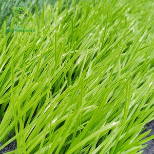 <span class=keywords><strong>Fournisseur</strong></span> de la Chine Tapis <span class=keywords><strong>en</strong></span> plastique personnalisé à bas prix <span class=keywords><strong>gazon</strong></span> artificiel <span class=keywords><strong>gazon</strong></span> synthétique pour le football - Product Image 5