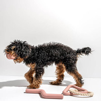 Jouets à mâcher résistants pour chiots en pleine dentition : Corde tressée durable et balle en caoutchouc, distributeur de friandises, cadeau en peluche pour jouer