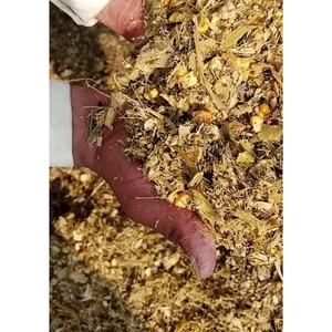 SIDDIQUI TRADERS Ensilaje de Maíz de Alta Calidad para Alimentación de Ganado Vacuno, Ovino, Equino y Porcino, 73% de Humedad, Bolsas/Balas de 750-850 kg, Grado 1 - Product Image 2