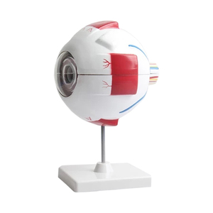 Modelo de Ojo Humano Fltek de Shanghái, Accesorio Oftálmico, Equipo de Enseñanza, Modelo LTB-M1 de Alta Definición con Detalles Detallados - Product Image 5