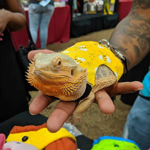 Cuerda de tracción de lagarto para gatear, arnés de pecho para exteriores para mascotas, <span class=keywords><strong>ropa</strong></span> de ardilla camaleón, suministros para mascotas pequeñas - Product Image 6