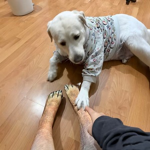 Calcetines Lindos con Diseño de Huellas de Animales en 3D para Mujer, Medias Transpirables de Jacquard para Otoño e Invierno, Calcetines con Diseño de Perro y Gato - Product Image 1