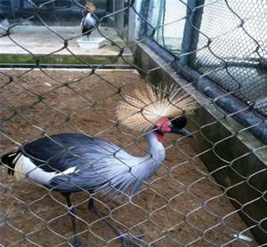 Makaw Kuşhane Tel Örgüsü / Kuşhane Tel Örgü Panelleri / Paslanmaz Çelik Geçmeli Kuşhane Tel Örgüsü - Product Image 5