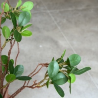 Vente en gros de feuilles de Murraya artificielles en PU au toucher réel, branche réaliste, verdure de Milan, tige pour vase de mariage, décoration florale pour la maison