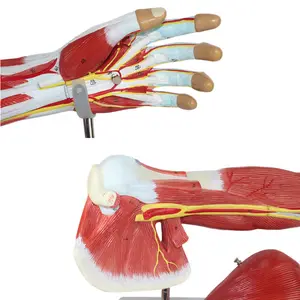 等身大腕モデル解剖学モデル科学腕解剖学的筋肉番号7パーツは肩の腕と手の筋肉を示しています