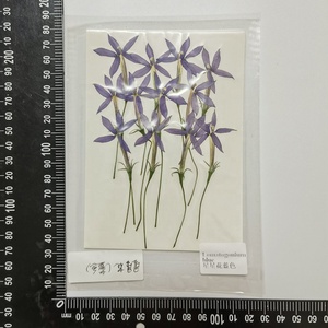 12 stelle pz/pacco floreale naturale <span class=keywords><strong>blu</strong></span> per resina arte artigianale cornice candela <span class=keywords><strong>e</strong></span> Reed diffusore vero fiore pressato - Product Image 6