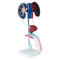 Equipo de enseñanza dvanced PC Anatomy modelo médico de anatomía humana que muestra riñón, uréter, vejiga y útero