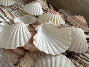 Mariscos de vieiras de alta calidad con media concha Conchas de vieiras secas y limpias Tamaño 10-16cm para decoración en stock Playa de Vietnam - Product Image 2
