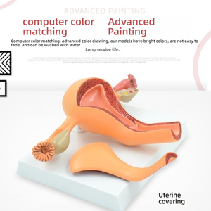 Modèle d'anatomie de l'organe reproducteur interne féminin, outil de démonstration pédagogique en sciences médicales, modèle d'utérus en PVC pour la gynécologie - Product Image 6