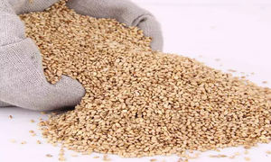 फैक्ट्री छिलके वाले सफेद तिल के बीज बेचती है, जो तेल से भरपूर और बेहतर गुणवत्ता वाले होते हैं - Product Image 4