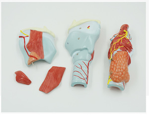 Darhmmy 2X mở rộng PVC giải phẫu mô hình khổng lồ chi tiết thanh quản họng tuyến giáp cho đào tạo y tế hiển thị hộp carbon bao bì - Product Image 2