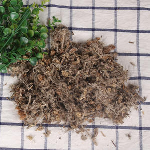 Hierba Gnathali <span class=keywords><strong>Affinis</strong></span> China de Alta Calidad, Ingrediente para Té Nutritivo y Sustituto del Té - Product Image 2