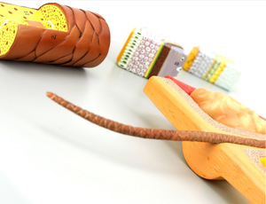 Scienza medica di alta qualità 700 volte ingrandito modello di anatomia dei capelli PVC 4 parti modello di <span class=keywords><strong>formazione</strong></span> al miglior prezzo - Product Image 3