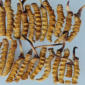 Giá tốt nhất Đông trùng hạ thảo chất lượng cao với tất cả các vitamin sinesis tinh khiết sức khỏe tự nhiên hoang dã toàn bộ thực vật Đông Trùng Hạ Thảo nấm với gói - Product Image 4