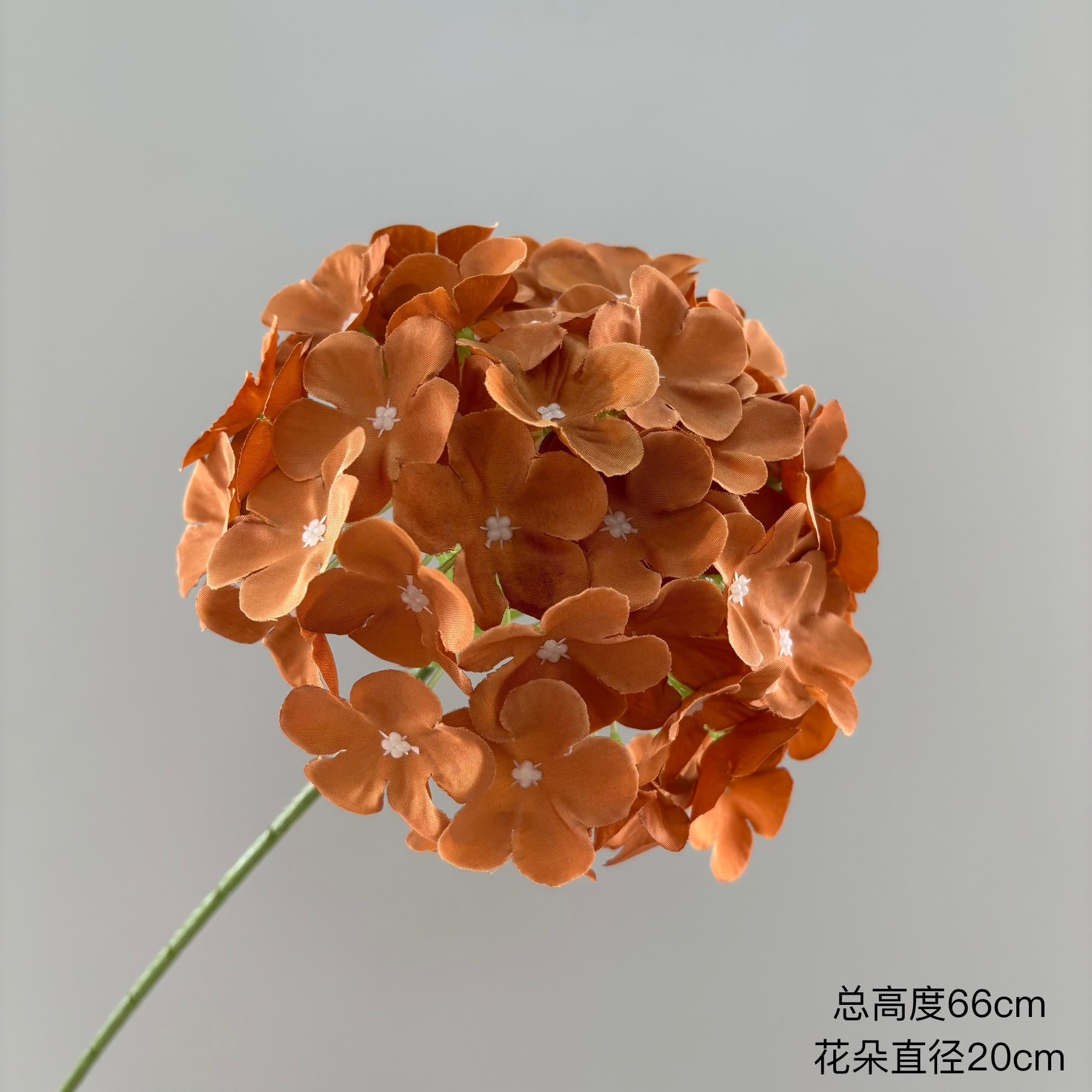 72 pétales d'hortensia à cinq pointes