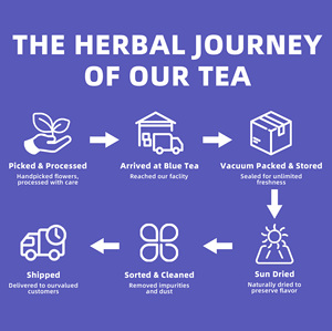 Té de Flor de Clitoria Ternatea de Marca Privada Personalizada OEM, Bolsitas de Té Herbal Natural para Antioxidantes y Refuerzo del Sistema Inmunitario - Product Image 5