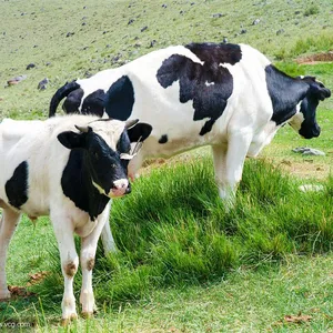 Plus de lait de qualité vache laitière soluble dans l'eau poudre additif alimentaire pour animaux - Product Image 1