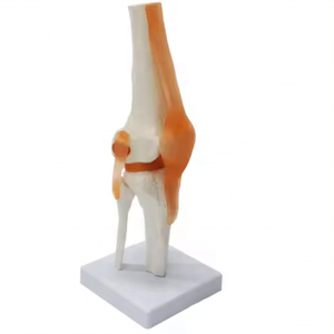 Modelo avanzado <span class=keywords><strong>de</strong></span> Anatomía <span class=keywords><strong>de</strong></span> articulación <span class=keywords><strong>de</strong></span> <span class=keywords><strong>rodilla</strong></span> humana <span class=keywords><strong>de</strong></span> tamaño real con <span class=keywords><strong>ligamentos</strong></span> para ciencia médica - Product Image 6
