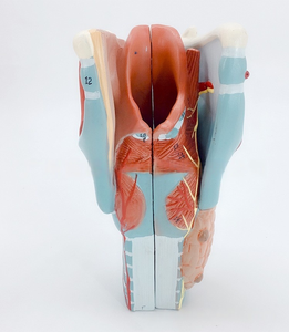 2x Modèle d'anatomie en PVC Larynx élargi avec vaisseaux sanguins Thyroï<span class=keywords><strong>de</strong></span> Adam's Apple pour étudiants en médecine Outil <span class=keywords><strong>de</strong></span> soins infirmiers pour l'enseignement - Product Image 5