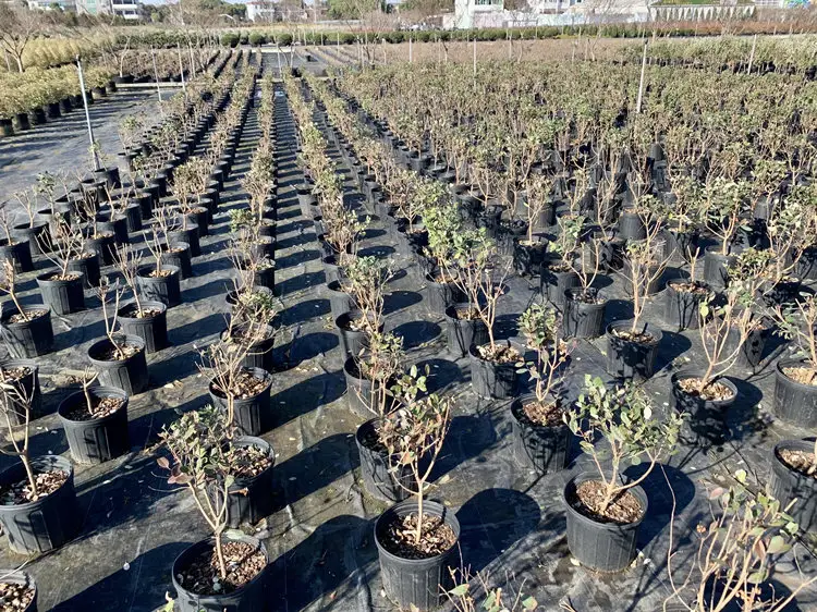 Molde de plástico para injeção de galão, por atacado, preto 1 2 3 5 7 10 15, molde para berçário, plantas de plástico