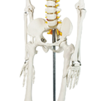 XX-A105IING 85 cm vert modèle de Cage thoracique squelettique humaine outil d'enseignement des sciences médicales pour la démonstration de la maladie