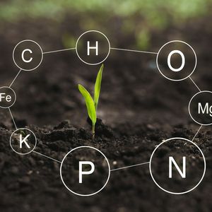 Fertilizzante Organico a Base di Fulvato di Potassio con Acido Umico per l'Assorbimento di Nutrienti dalle Piante e il Regolamento del PH del Suolo - Product Image 4