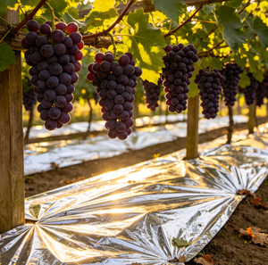 Película Agrícola VMPE de Alta Reflectividad para un Coloreado Uniforme de Frutas y Aumento de Azúcar en Invernaderos y Huertos - Product Image 6