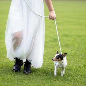 Juego de collar y correa para perro, rosa con diamantes de imitación de cristal, diseño de perlas de doble fila, varios tamaños de color (blanco, M) - Product Image 3