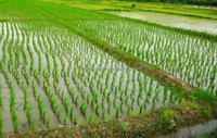 Prix du Transplantoir de Riz Transplanteur de Semis Machine à Planter le Riz Philippines au Pakistan Manuel 4 Rangs 6 Rangs 4,6 Rangs 20/25cm