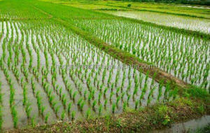 <strong>Rice</strong> Paddy Transplanter Price <strong>Rice</strong> Planter Seeder <strong>Planting</strong> <strong>Machine</strong> Philippines in Pakistan Manual 4 Rows 6 Rows 4,6 Rows 20/25cm