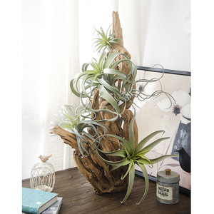 Vente en gros de plantes artificielles d'air de <span class=keywords><strong>tillandsia</strong></span> plantes succulentes en pot en plastique pour la décoration de la maison pour <span class=keywords><strong>le</strong></span> mariage et Thanksgiving - Product Image 4