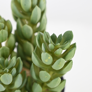 <span class=keywords><strong>Cactus</strong></span> artificiel de 20 cm de haut, bonsaï, plante succulente de simulation dans un pot en plastique noir pour la décoration de la maison, du bureau, de la table ou de l'étagère - Product Image 2