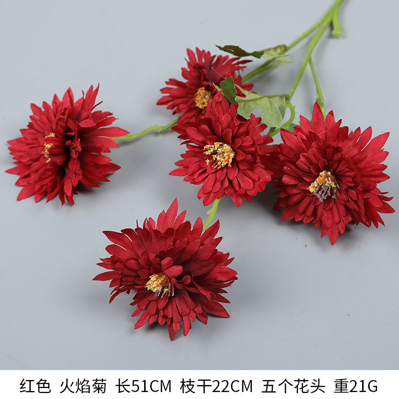 Flame chrysanthemum