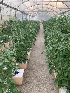 نظام ري بذور الطماطم للمزارع دلاء في الدفيئة المائية - Product Image 5