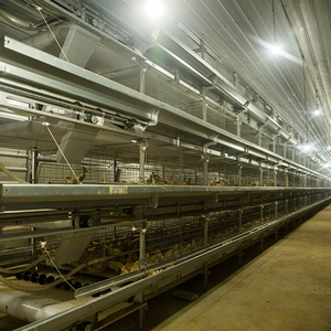 Cage d'Élevage Automatique pour Poussins, Batterie d'Éleveuse pour Poussins d'un <span class=keywords><strong>Jour</strong></span> et Jeunes Poulets de Chair - Product Image 5