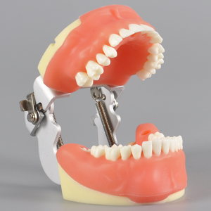 Modèle de typodont pour la formation en suture dentaire, pour la chirurgie buccale, extraction des dents impatiente, incision gingivale - Product Image 4