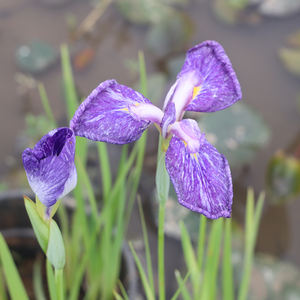 Iris japonaise 'Ina Arasi' - une <span class=keywords><strong>plante</strong></span> aquatique adaptée aux bassins de jardin et aux serres - Iris japonaise - Product Image 5