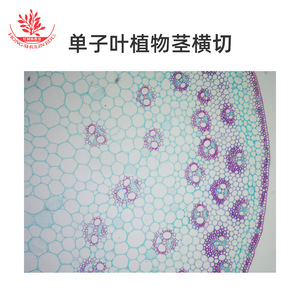 Preparaciones botánicas en diapositiva para observar los fascículos vasculares de tallos de monocotiles y tallos de maíz (familia de las gramíneas). - Product Image 4