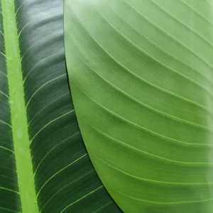 CHUANGFA 2.25M <span class=keywords><strong>Palmier</strong></span> Artificiel du Voyageur Bonsaï Arbre <span class=keywords><strong>en</strong></span> Plastique <span class=keywords><strong>en</strong></span> <span class=keywords><strong>Forme</strong></span> <span class=keywords><strong>d</strong></span>'<span class=keywords><strong>Éventail</strong></span> pour Bureau et Paysage <span class=keywords><strong>D</strong></span>écoration pour Anniversaire Pâques - Product Image 3