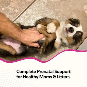Golosinas Masticables de Vitaminas Prenatales para Perros OEM, Suplemento Completo para Perros y Gatos Embarazados, Enriquecido con Nutrientes Esenciales - Product Image 3